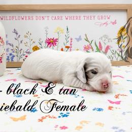 Peep - Dapple female Dachshund puppy in Prairieville, Louisiana from Southern Barron Danes & Dachshunds