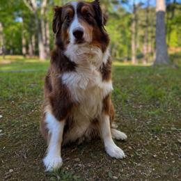 Dixie - Australian Shepherd