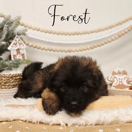 Forest - Sable male German Shepherd puppy in Tippecanoe, Indiana from Mächtiger Barkerheim