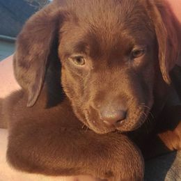 Labrador Retrievers from M&M Chocolate Labs