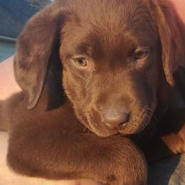 Labrador Retrievers from M&M Chocolate Labs