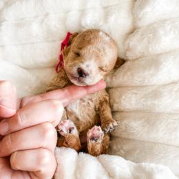 Dolly - Apricot female Poodle puppy in Quakertown, Pennsylvania from Miniature Poodle Stud and Pups