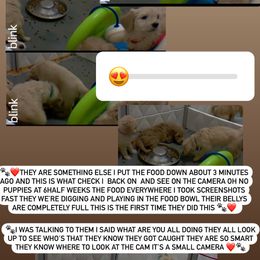 Bernedoodle and Goldendoodle Puppies from Lyon and Luna Goldendoodles Bernedoodles