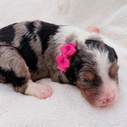 Amber - Blue merle female Aussiedoodle puppy in Cartersville, Georgia from Simply Blessed Doodles