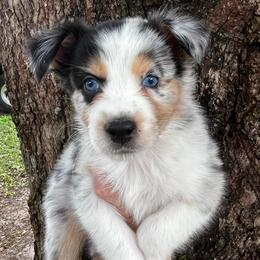 Boy 2 - Blue merle male Australian Shepherd puppy in Lakeland, Florida from Infinite Aussies