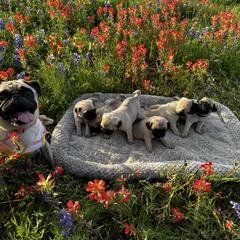Pug Puppies from Avabulldogs