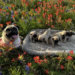 Pug Puppies from Avabulldogs