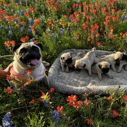 Pug Puppies from Avabulldogs