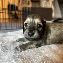 2nd Born Shaded Cream Male - Cream Dachshund puppy in Rochester, Washington from Curtiss Dachshunds