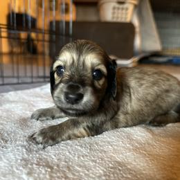 2nd Born Shaded Cream Male - Cream Dachshund puppy in Rochester, Washington from Curtiss Dachshunds