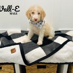 Wall-E - Cream Labradoodle puppy in West Haven, Utah from Lucy’s Labradoodles