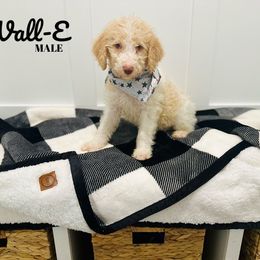 Wall-E - Cream Labradoodle puppy in West Haven, Utah from Lucy’s Labradoodles