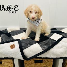 Wall-E - Cream Labradoodle puppy in West Haven, Utah from Lucy’s Labradoodles