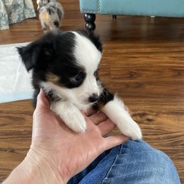 Miniature Australian Shepherd and Toy Australian Shepherd Puppies from Sunset Hill Mini & Toy Aussies