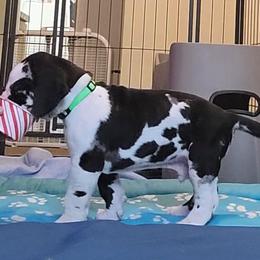 Green collar boy - Harlequin male Great Dane puppy in Gansevoort, New York from Fancy Danes