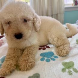Super-Man - Cream male Goldendoodle puppy in Pensacola, Florida from Goldendoodles Love You in Pensacola Friend Edition