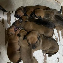 Rhodesian Ridgeback Puppies from Abbey Rhode Rhodesian Ridgebacks