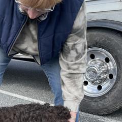 Scout - Boykin Spaniel