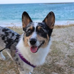 American Corgis from Downeast Corgis