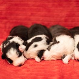 Border Collie Puppies from High Point Border Collies