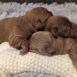 Oscar - Red  male Goldendoodle puppy in Atco, New Jersey from Flannery’s lucky puppies 🍀