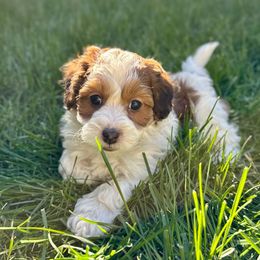 Apollo - Red sable Havapoo puppy in South Jordan, Utah from Meadowlark Doodles
