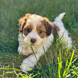 Apollo - Red sable Havapoo puppy in South Jordan, Utah from Meadowlark Doodles