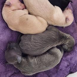 Blue Girl - Blue female Italian Greyhound puppy in Snohomish, Washington from Divine Italian Greyhounds