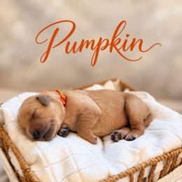 Pumpkin - Golden female Golden Retriever puppy in San Bernardino, California from Thegoldendreams1