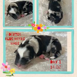 Dexter - Blue merle male Australian Shepherd puppy in Marshall, Virginia from Greywood Farm Aussies