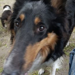 Collies from Collie Hobbies