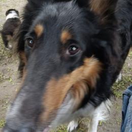 Collies from Collie Hobbies