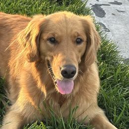 Golden Retrievers from Sun Ridge Goldens