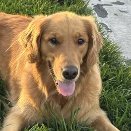 Golden Retrievers from Sun Ridge Goldens