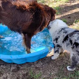 Australian Shepherd Puppies from Southern Boy Blues Aussies