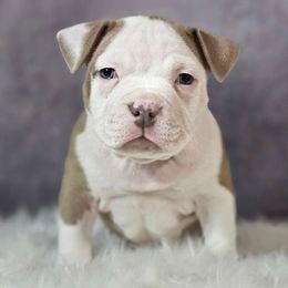 Figgy Puddin - Lilac American Bully puppy in Elberta, Alabama from Laser Elite Bully Creations