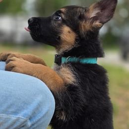 Green Girl - Black and red female German Shepherd puppy in Green Forest, Arkansas from Green Forest German Shepherds