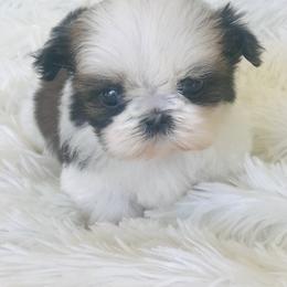 Shih Tzu Puppies from Willow Lane Shih Tzus