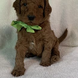Goldendoodle Puppies from The Bruce Farm