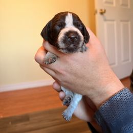 Orange - Liver and white female German Shorthaired Pointer puppy in Ash Flat, Arkansas from SmokePoint GSPs