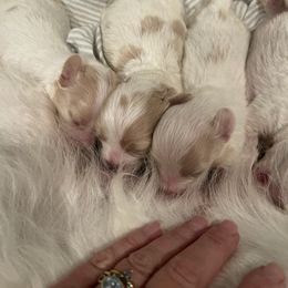 Cavapoo puppies from Double Doodle Cavapoos