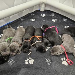Cane Corso Puppies from Carrie Brown's Cane Corsos