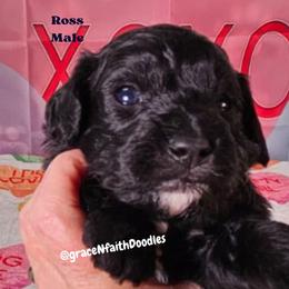 Ross - Black male Goldendoodle puppy in Peytno, Colorado from Grace N Faith Doodles