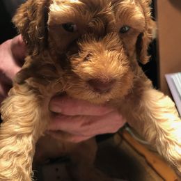 Labradoodle Puppies from Hippie Hollow Doodles