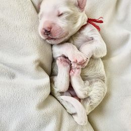 Goldendoodle Puppies from Phoenix AZ Doodles