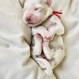 Goldendoodle Puppies from Phoenix AZ Doodles