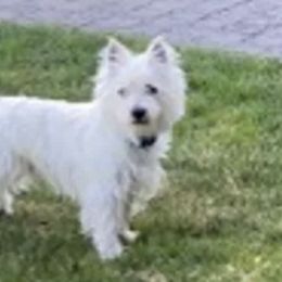 West Highland White Terriers from Bespoke Westies