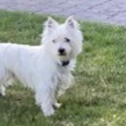 West Highland White Terriers from Bespoke Westies