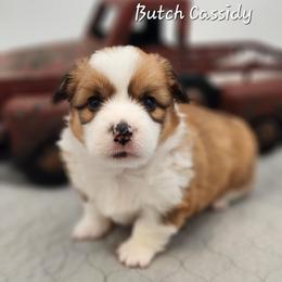 Butch Cassidy - Red male Pembroke Welsh Corgi puppy in Concrete, Washington from Wigglebutts American Corgis