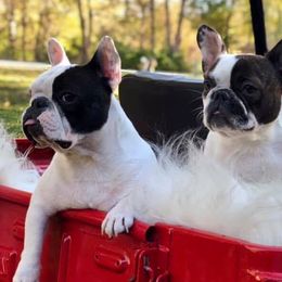 French Bulldogs and Goldendoodles from Frankie’s Frenchies